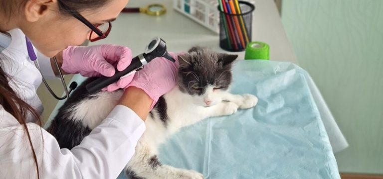 Bod op onderneming bepaalt waarde bij inbreng